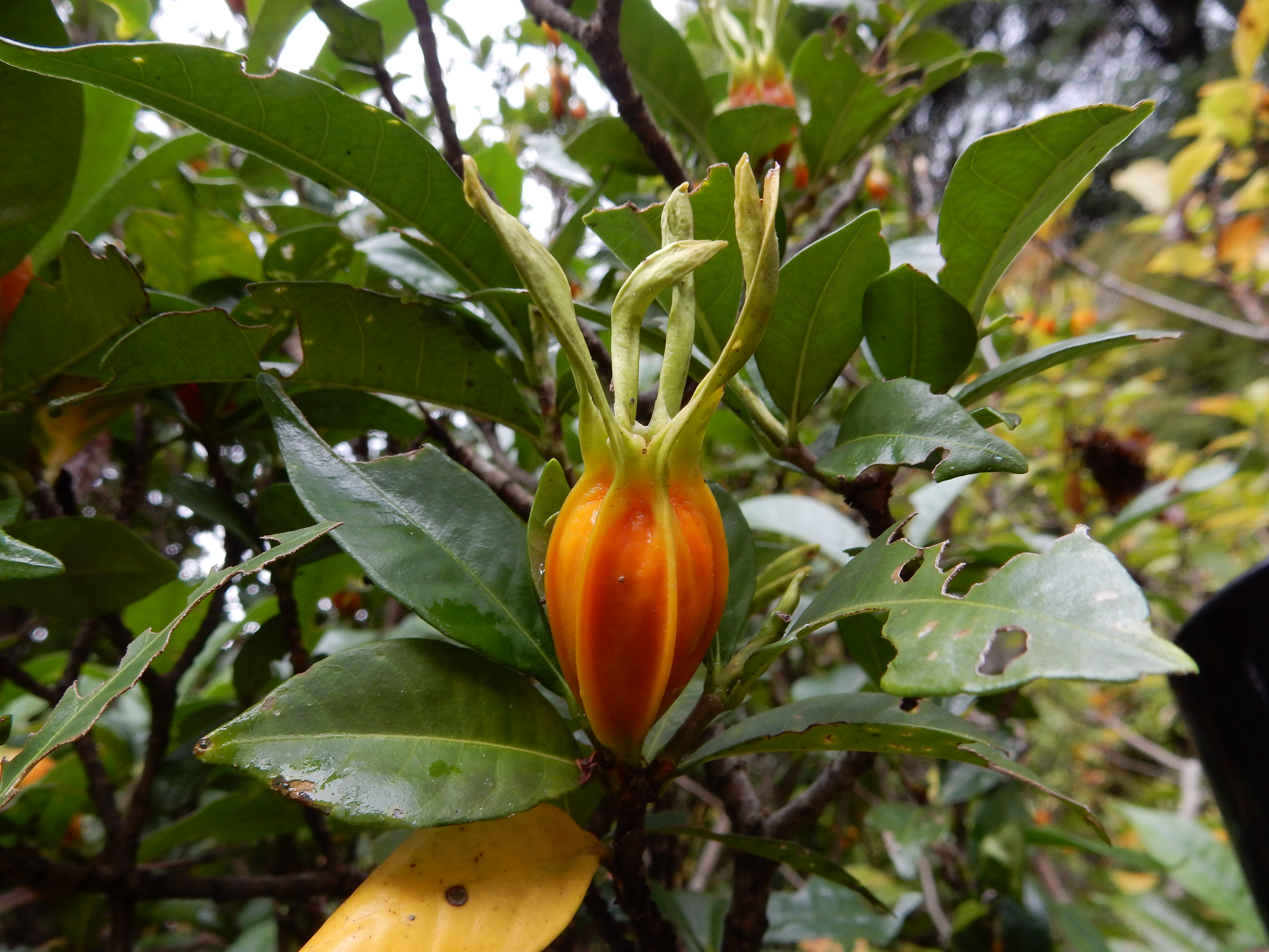 33．《クチナシ（梔子）》 | ニッセイ緑の財団ニュース